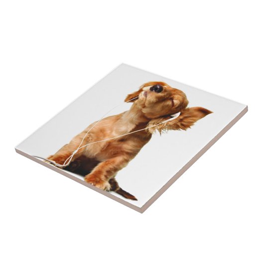 Carreau Chien frais (Côté)