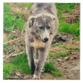 Carreau Chien gris (Devant)