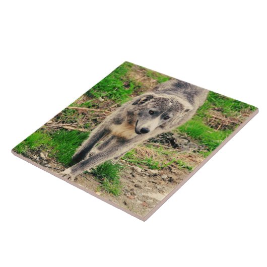 Carreau Chien gris (Côté)