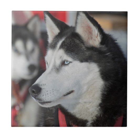 Carreau Chien husky avant une course, Canada (Devant)