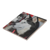 Carreau Chien husky avant une course, Canada (Côté)