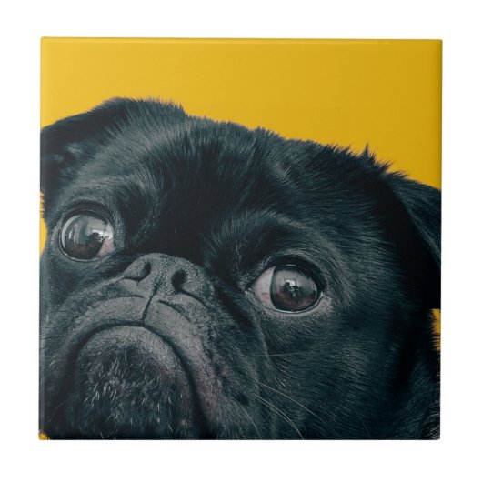 Carreau chien jaune (Devant)