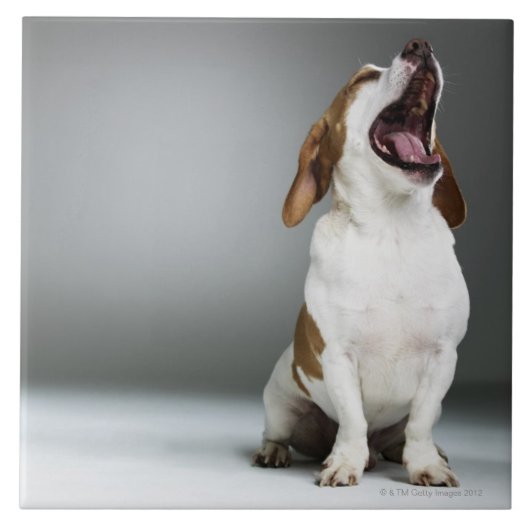 Carreau Chien mélangé de race baîllant (Devant)