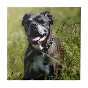 Carreau Chien mignon dans l'herbe