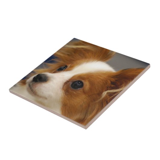 Carreau Chien mignon de Papillon (Côté)