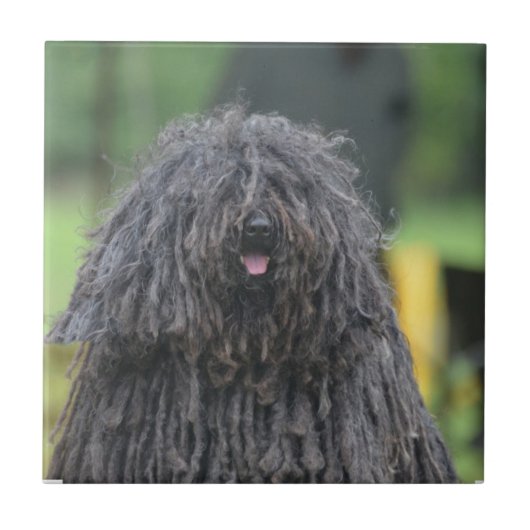 Carreau Chien mignon de Puli (Devant)