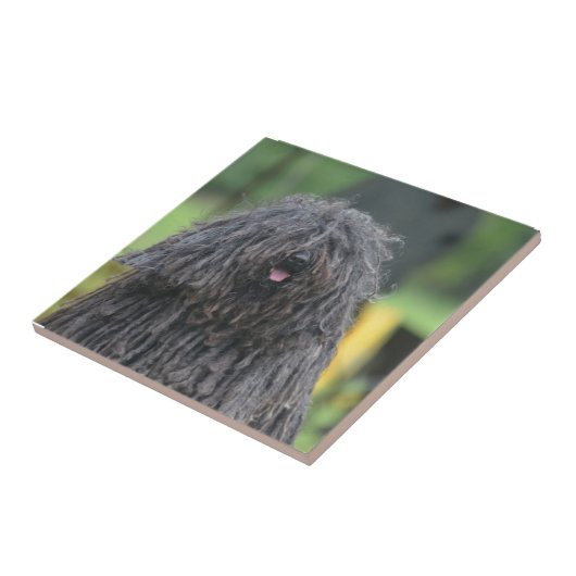 Carreau Chien mignon de Puli (Côté)