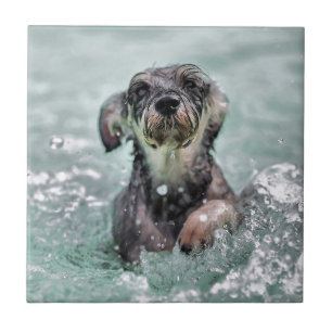 Carreau Chien nageant en brasse canine