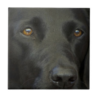 Carreau Chien noir de Labrador