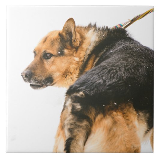 Carreau Chien noir orange (Devant)