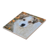Carreau Chien observé par brun (Côté)