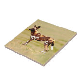 Carreau Chien sauvage africain (Lycaon Pictus) debout (Côté)