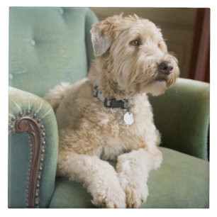 Carreau Chien se reposant dans le fauteuil