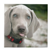 Carreau Chien sortant la langue (Devant)