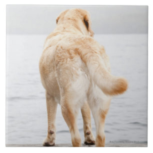 Carreau Chien sur le dock