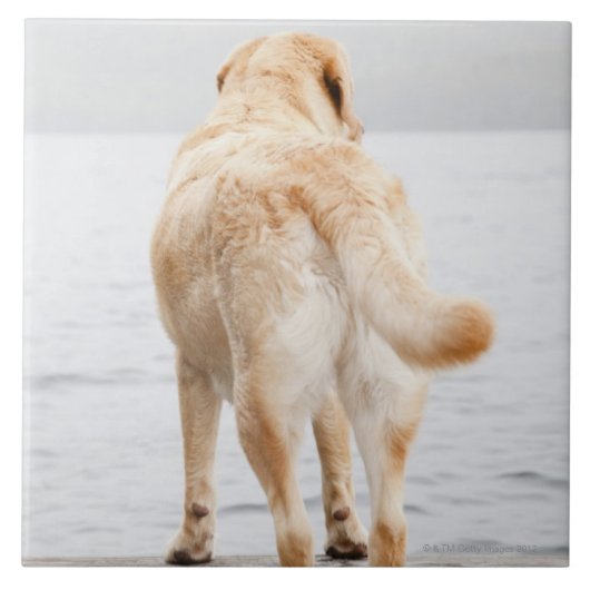Carreau Chien sur le dock (Devant)