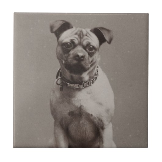 Carreau Chien vintage (Devant)