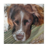 CARREAU CHIENS (Devant)