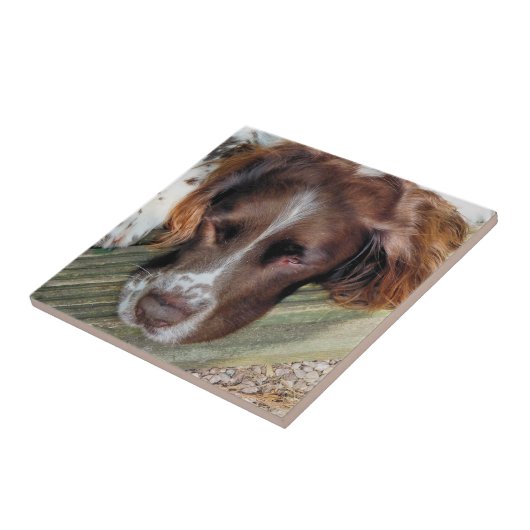 CARREAU CHIENS (Côté)