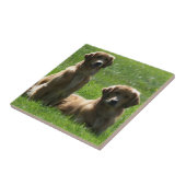 Carreau Chiens d'arrêt d'or (Côté)