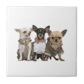 Carreau Chiens de Chihuahua mignons (Devant)