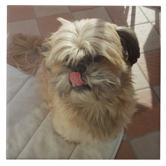 Carreau Chih Tzu en céramique (Devant)