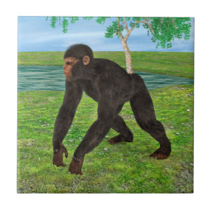 Carreau Chimpanzé
