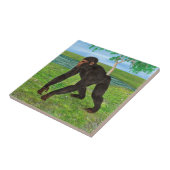 Carreau Chimpanzé (Côté)