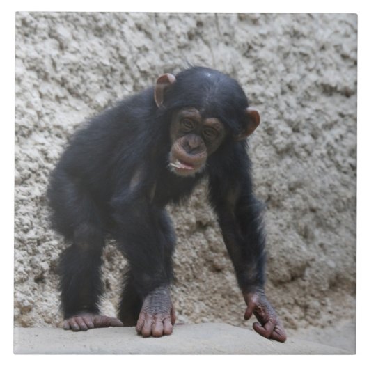Carreau Chimpanzé 031 (Devant)