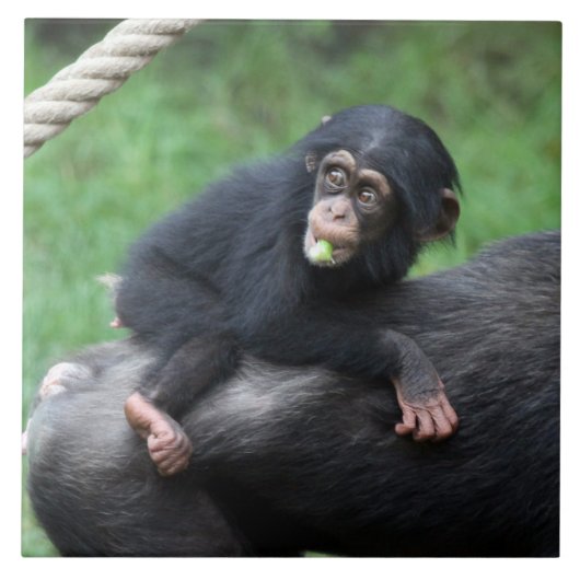 Carreau Chimpanzé 032 (Devant)