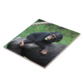 Carreau Chimpanzé 032 (Côté)