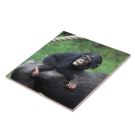 Carreau Chimpanzé 032 (Côté)