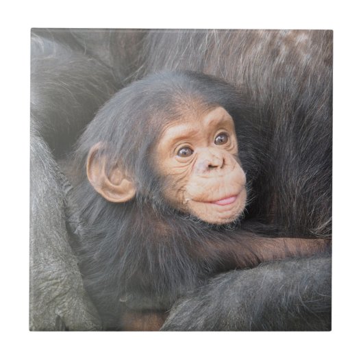 Carreau Chimpanzé de bébé (Devant)