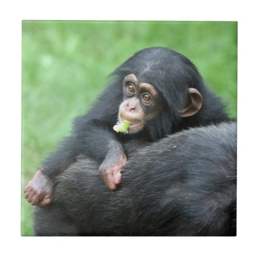 Carreau Chimpanzée 005 (Devant)