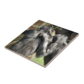 CARREAU CHIMPANZÉS (Côté)