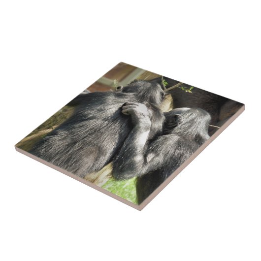 CARREAU CHIMPANZÉS (Côté)