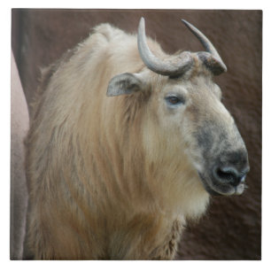 Carreau chinese-takin-5