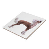 Carreau Chinois Crested (Côté)