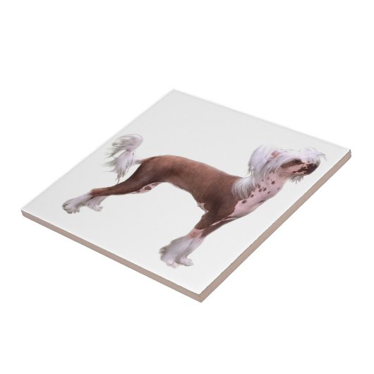 Carreau Chinois Crested (Côté)