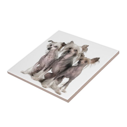 Carreau Chinois Crested (Côté)