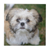 Carreau Chiot (Devant)