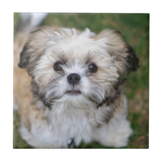 Carreau Chiot