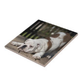 Carreau Chiot anglais de bouledogue (Côté)