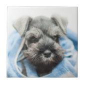 Carreau Chiot après Bath (Devant)