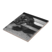 Carreau Chiot Black&White (Côté)