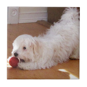 Carreau Chiot blanc de Havanese jouant avec la boule rouge