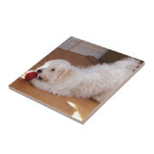 Carreau Chiot blanc de Havanese jouant avec la boule rouge (Côté)