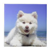 Carreau Chiot blanc Husky avec yeux bleus (Devant)