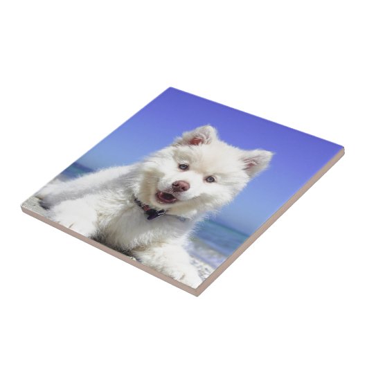 Carreau Chiot blanc Husky avec yeux bleus (Côté)