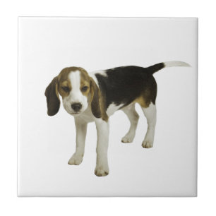 Carreau Chiot de beagle